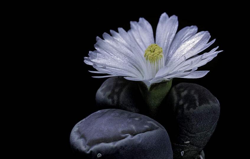 生石花用什么土最好，適宜的土壤配制