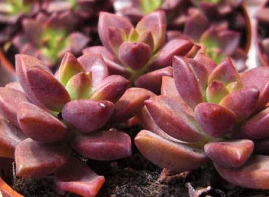 寶石花怎么養(yǎng)，老農(nóng)總結(jié)六大基本養(yǎng)殖方法