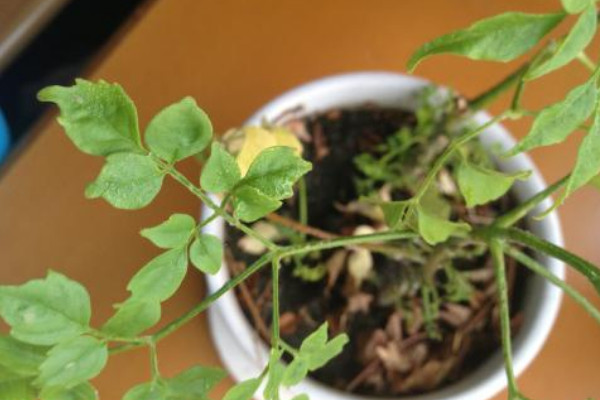 幸福樹如何修剪，摘心打頂/疏剪密枝等