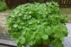 碰碰香老樁怎樣修剪，主要修剪多余的枝條