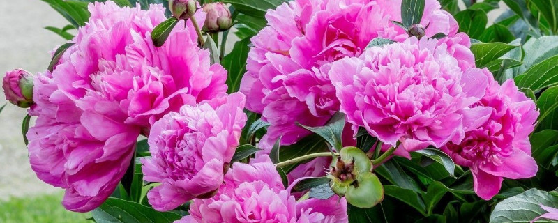 芍藥病蟲(chóng)害的防治方法