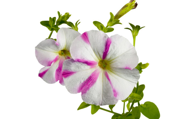 牽?；ㄔ趺捶N