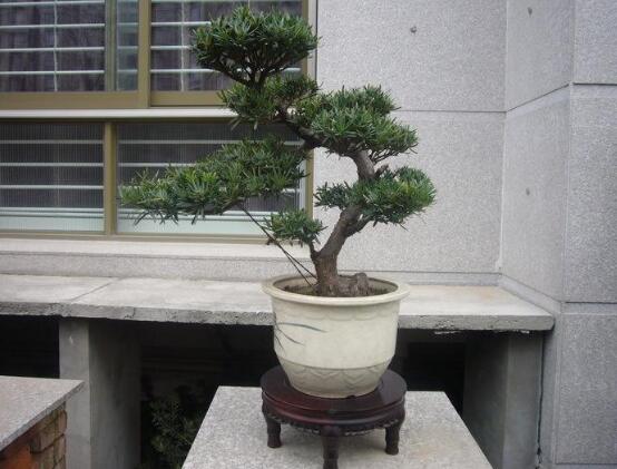 羅漢松品種，盤點(diǎn)羅漢松最珍貴的五大品種