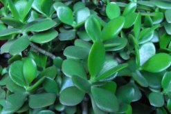 玉樹的藥用價值，催乳抗癌治癬