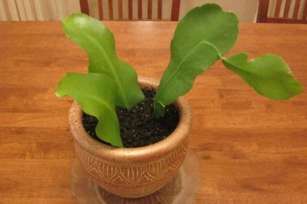 曇花怎么扦插，建議在5~6月份之間扦插最好