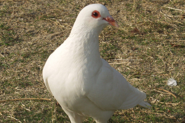 鴿子養(yǎng)多久才不怕飛走