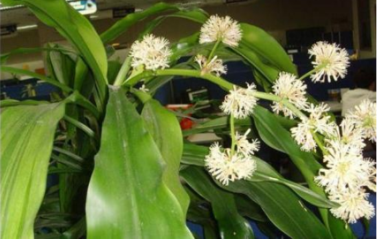 水培萬(wàn)年青的養(yǎng)殖方法和注意事項(xiàng)，學(xué)會(huì)以下三個(gè)步驟即可