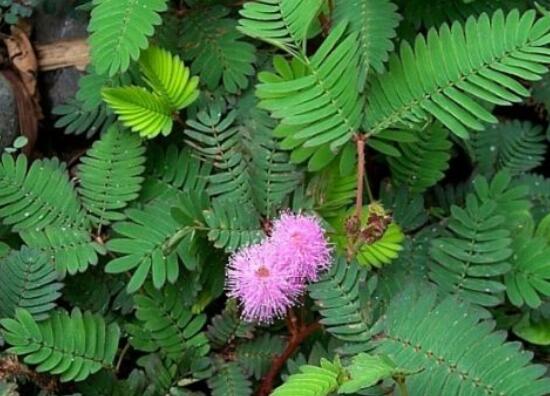 含羞草能在家里養(yǎng)嗎，不適合/頭發(fā)、眉毛嚴(yán)重脫落