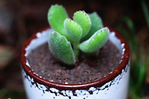 多肉植物熊童子掉葉子，找出問題的原因及時處理