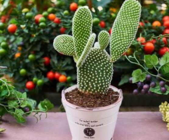 仙人掌沒根能活嗎，能活/傷口消毒晾干、重新移植上盆