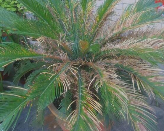 鐵樹葉子發(fā)黃怎么辦，鐵樹葉子發(fā)黃解決辦法