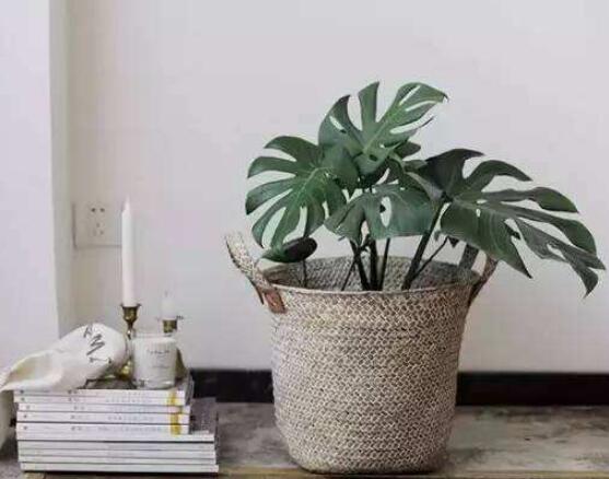 仙洞龜背竹有毒嗎，毒性不強/避免接觸誤食即可