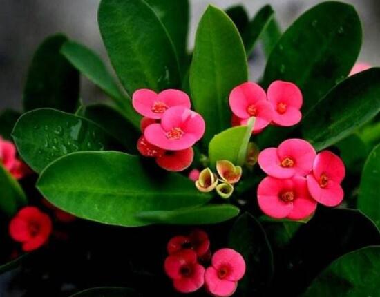 虎刺梅不開花什么原因，老農(nóng)總結(jié)最實用三種解決方法