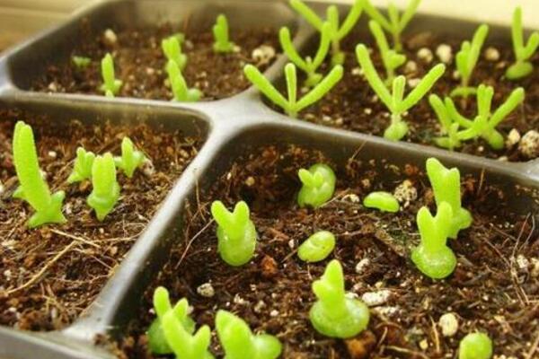 碧光環(huán)播種多久能長(zhǎng)大，種后一星期發(fā)芽四個(gè)月長(zhǎng)大
