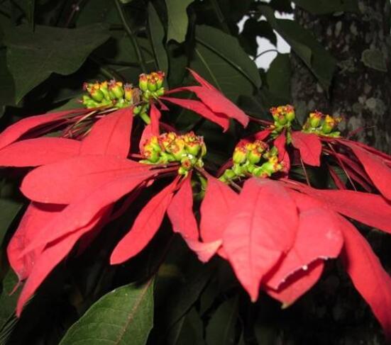 一品紅如何剪枝，春夏季節(jié)修剪最好(兩次摘心)