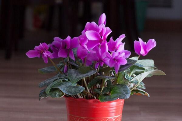 仙客來花期過后怎么辦，花期過后正確的處理方法