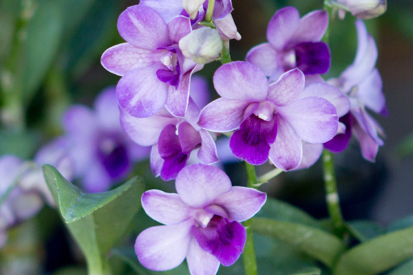 紫羅蘭為啥不開(kāi)花