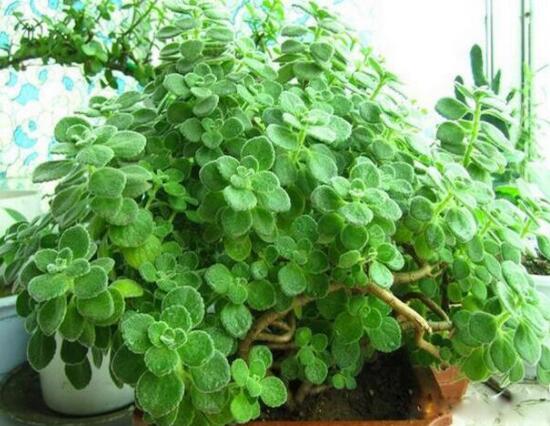 碰碰香怎么換盆，做好脫盆處理修剪根系/春季最佳