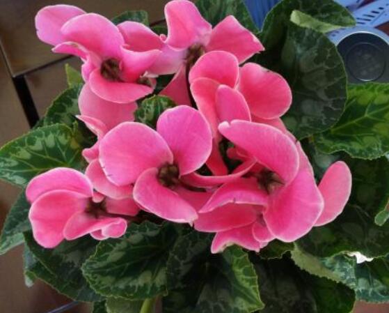 仙客來葉子蔫了怎么辦，主要由最直觀三種原因?qū)е? src="/nongchan/d/file/20201223/fznnpqps3ui.jpg" style="width: 557px; height: 406px" / data-FXNS="Z8lVtX"></strong></p>
<p data-hWpx="PO9j9g">
	仙客來葉子焉了主要就是澆水不合理導(dǎo)致的，例如在澆水過程中，因澆水過多導(dǎo)致盆土積水嚴(yán)重，繼而出現(xiàn)爛根現(xiàn)象，最后葉子發(fā)焉現(xiàn)象。生長(zhǎng)期間因需大量的水分，因長(zhǎng)期澆水不足，則其生長(zhǎng)無法充分進(jìn)行，也會(huì)致使發(fā)焉。</p>
<p data-L8i2="xwC8cj">
	<img alt=