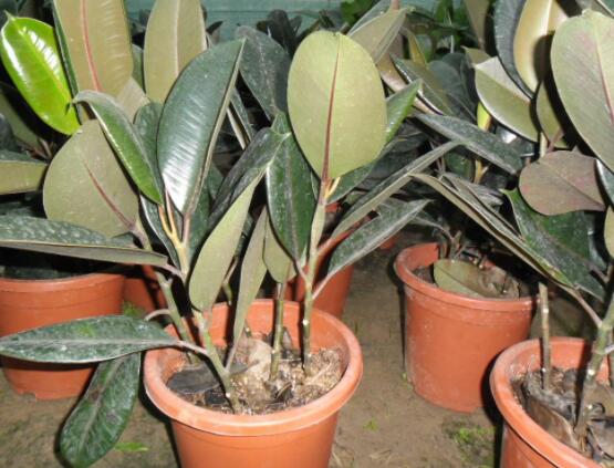 橡皮樹掉葉子還會長嗎，只要不死就會繼續(xù)生長(做好養(yǎng)護管理)