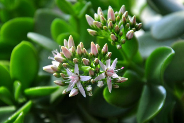 玉樹怎么修剪，不同時期修剪側(cè)重不同