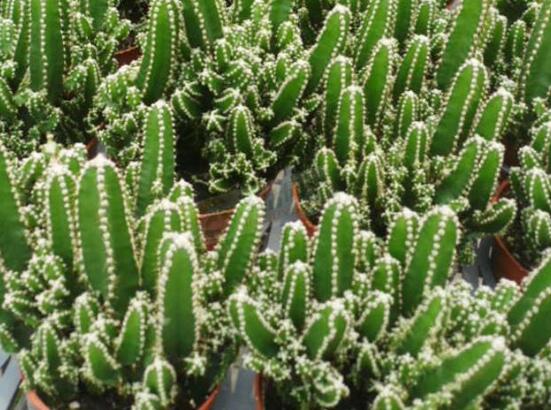 好看的仙人掌圖片欣賞，純天然氧吧，釋放氧氣