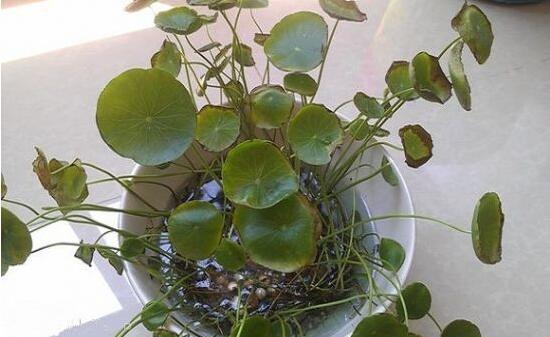 銅錢(qián)草葉子邊緣干枯，銅錢(qián)草葉子發(fā)黃怎么辦