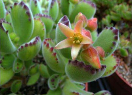 熊童子什么時(shí)候開(kāi)花，基本上都是在夏末秋初開(kāi)花