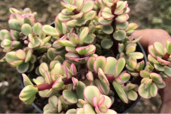 雅樂之舞葉子怎么變紅，5大要點(diǎn)是它葉子變紅的關(guān)鍵