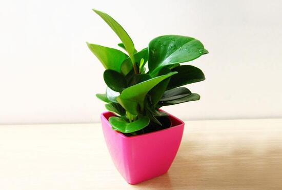 盆栽碧玉怎么澆水，碧玉澆水方法