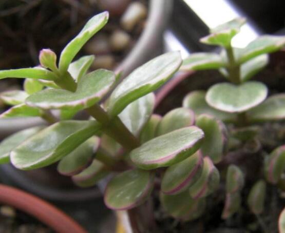 雅樂之舞的養(yǎng)殖方法和注意事項(xiàng)，老農(nóng)總結(jié)最實(shí)用八大養(yǎng)殖方法