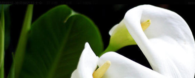 馬蹄蓮種植方法和時(shí)間