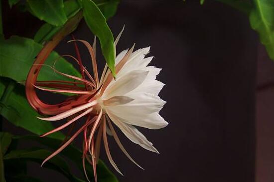 曇花葉插注意事項(xiàng)，只需要注意這五點(diǎn)即可