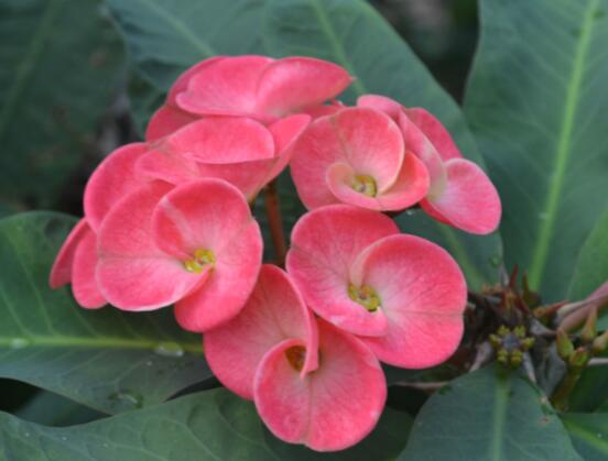 虎刺梅怎么扦插，擇10厘米健壯枝條/做好消毒處理