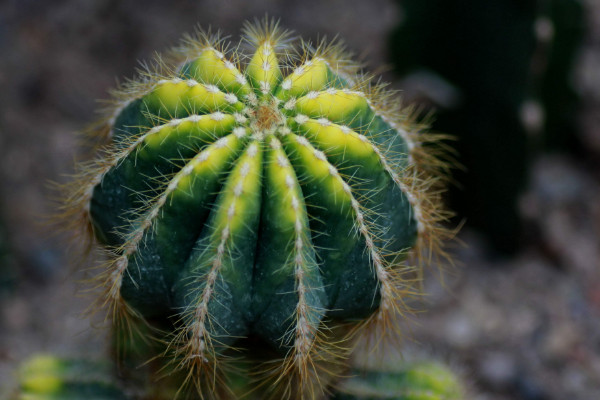 仙人球品種有哪些，根據(jù)食用型/長勢/花刺等方面劃分