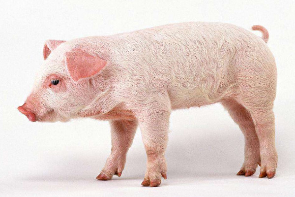 怎么養(yǎng)豬省錢長得又快