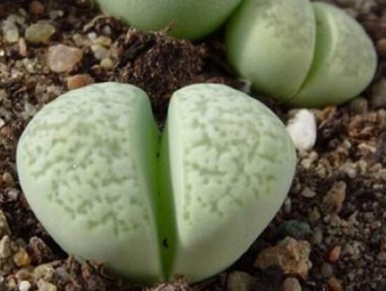 生石花有多少品種，欣賞最好看的六大品種