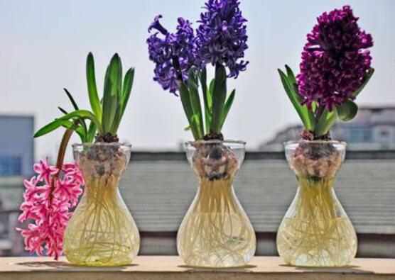 風(fēng)信子種球發(fā)霉怎么辦，涂抹滅菌靈、保持創(chuàng)面干燥