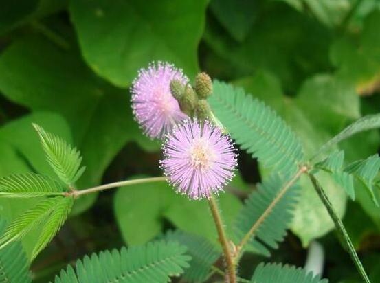 含羞草能在家里養(yǎng)嗎，不適合/頭發(fā)、眉毛嚴(yán)重脫落