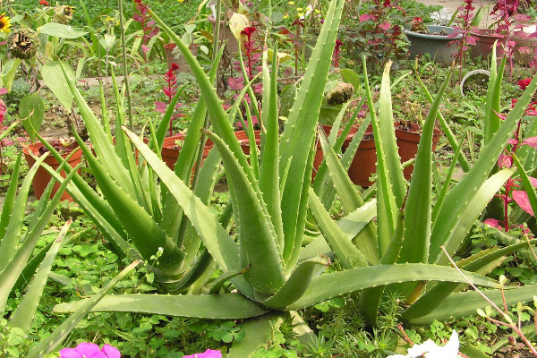 蘆薈的養(yǎng)殖方法，及時(shí)除草避免養(yǎng)分流失