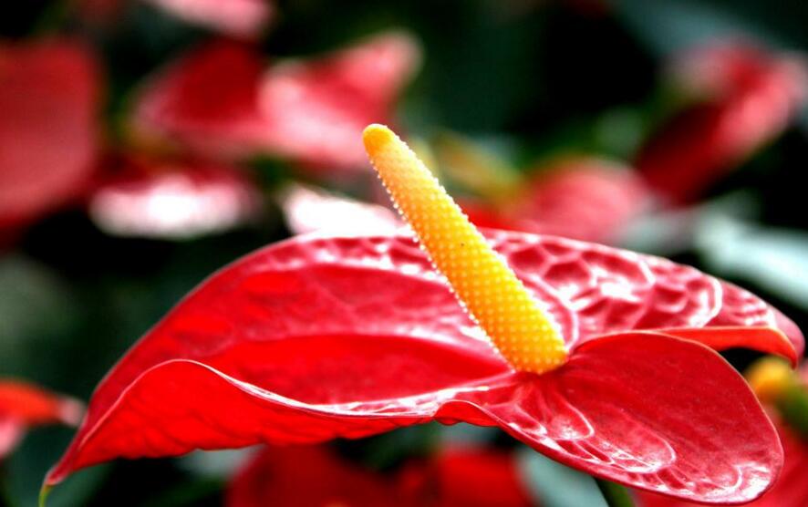 紅掌用什么土栽培，疏松、透氣、有營養(yǎng)很關(guān)鍵