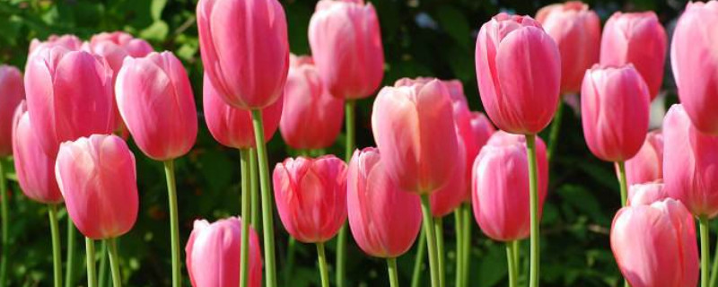 郁金香鮮切花能養(yǎng)多久