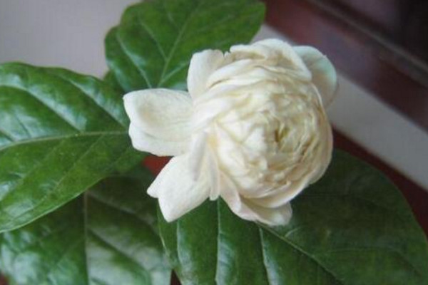 虎頭茉莉有毒嗎，沒(méi)有毒性可以方向養(yǎng)護(hù)