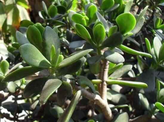 燕子掌怎么養(yǎng)長得更快，做好五個(gè)要點(diǎn)盆盆爆滿