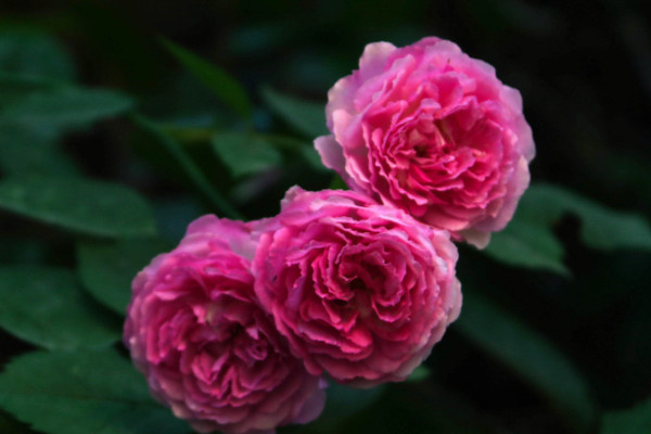 薔薇花秋天怎么養(yǎng)護(hù)