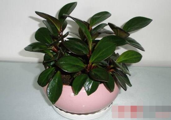 紫邊碧玉椒草的養(yǎng)殖方法和注意事項(xiàng)嗎，老農(nóng)教你六大基本養(yǎng)殖方法