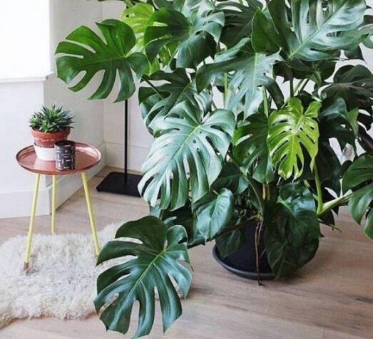 龜背竹放客廳風(fēng)水好嗎，對(duì)事業(yè)有助/對(duì)愛情有削弱的作用