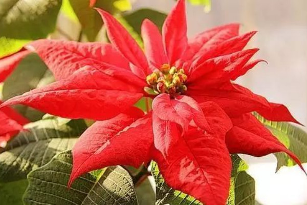 一品紅能長(zhǎng)多高