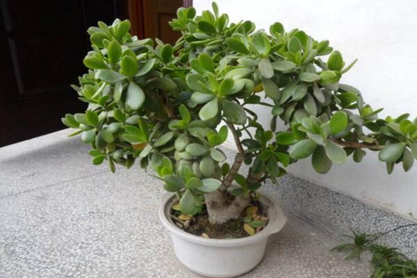 燕子掌爛根怎么辦，及時(shí)清理爛根并更換土壤