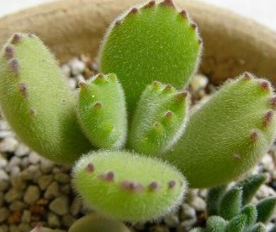 熊童子徒長怎么辦，做好四個要點(diǎn)生長健壯飽滿